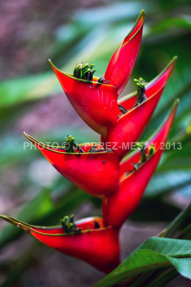 Red Heliconia